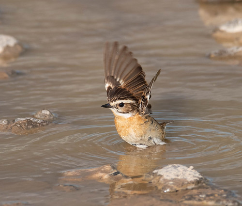Whinchat | by wryneck94