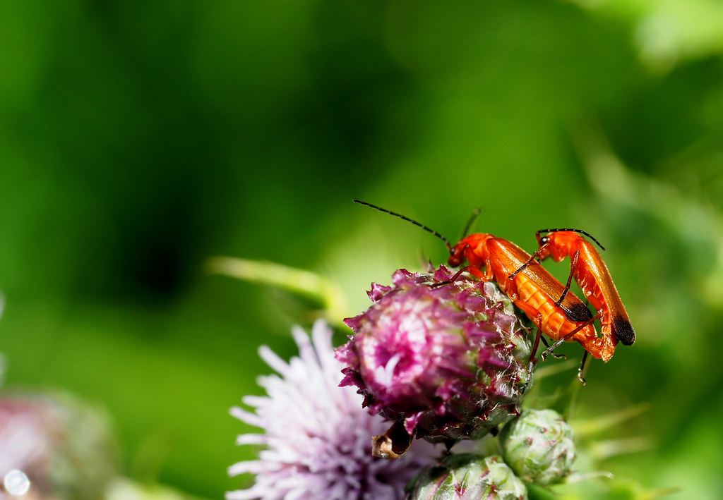 Rhagonycha fulva: Common red soldier beetle