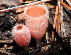 pink-fringed faery cup
