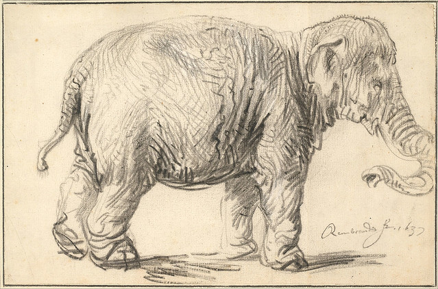 Rembrandt: An Elephant