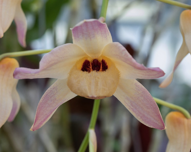 Dendrobium moschatum 6153-1; Orchidaceae (2)