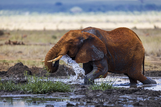 Eléphant - Elephant - Loxodonta