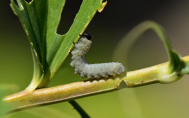 Salomonssiegel-Blattwespe (Phymatocera aterrima)
