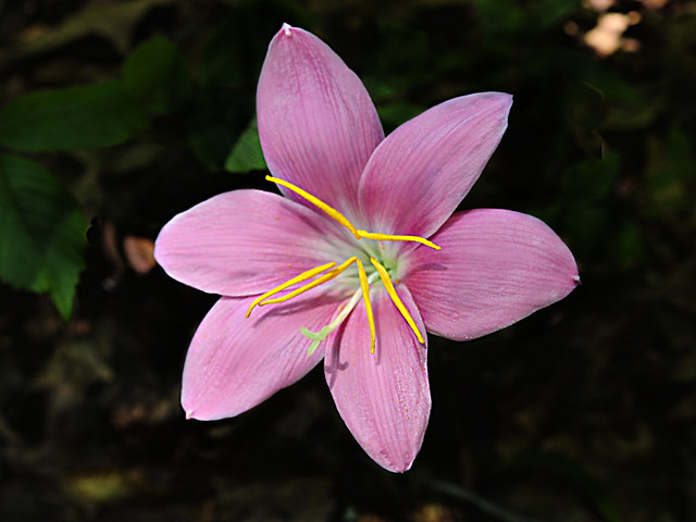 Amarylilidaceae : Zephyranthes grandiflora - Rosepink Zephyr Lily, Fairy Lily, Rain Lily flower