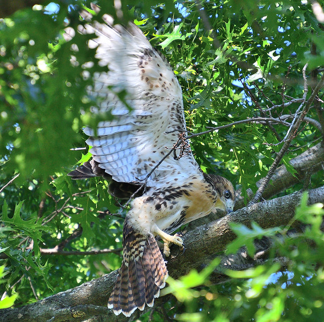 Red-tail fledgling