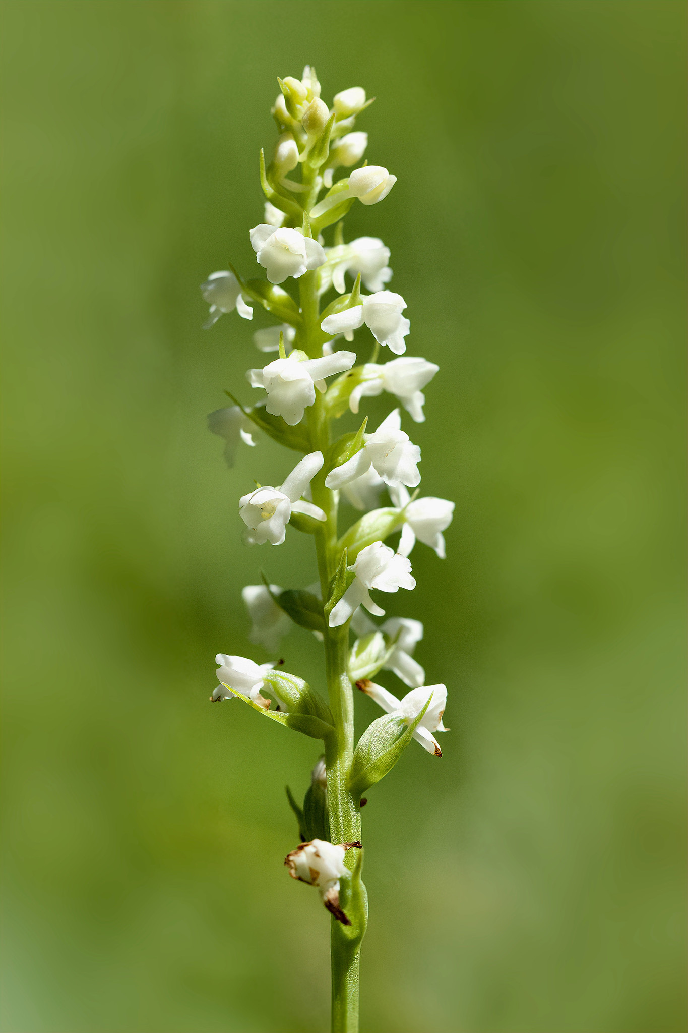Gymnadenia odoratissima (white) – Staudach-Egerndach, Upper Bavaria, Germany