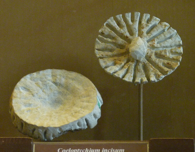 Coeloptychium incisum (10-9-21 Naturistorisches Museum Wien, leg in Hannover, Alemania)