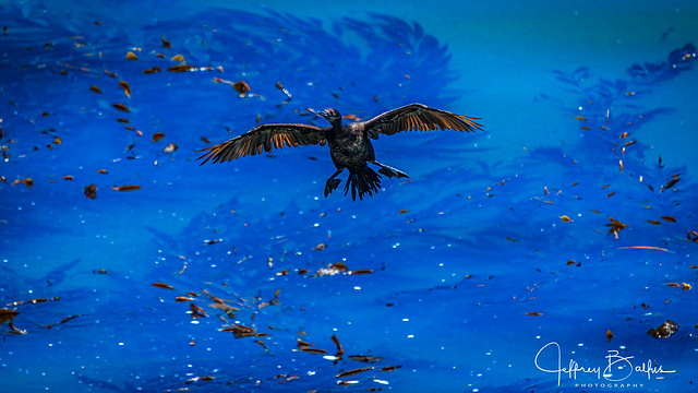 Cormorant flying up from the ocean-116893.jpg