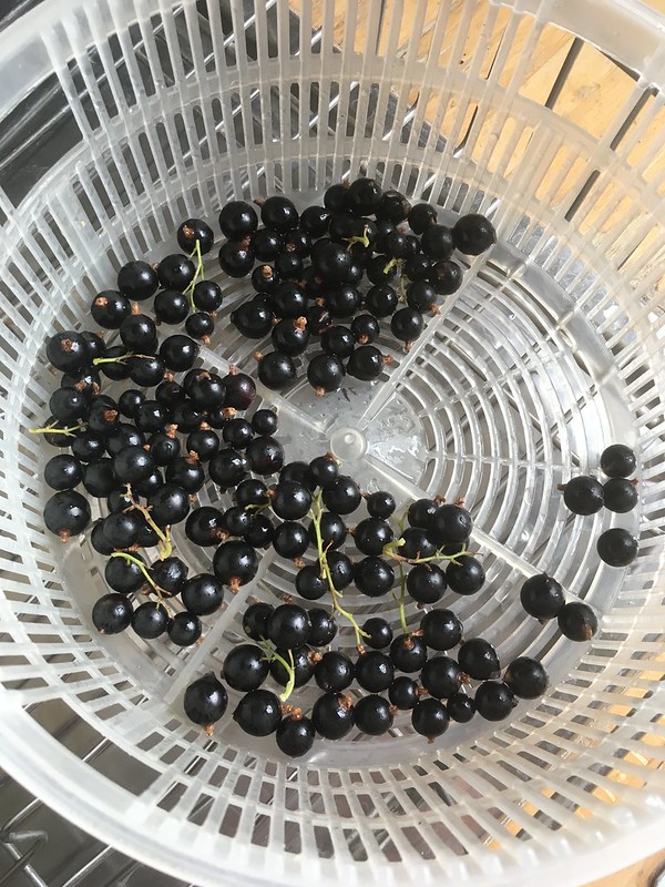 First blackcurrants