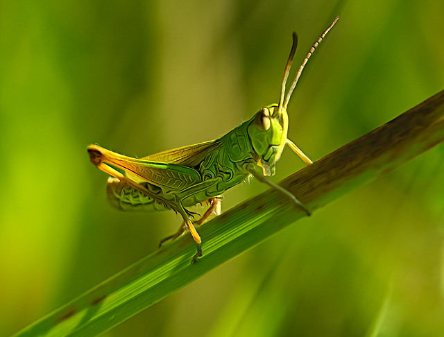 A grasshopper in the sunshine