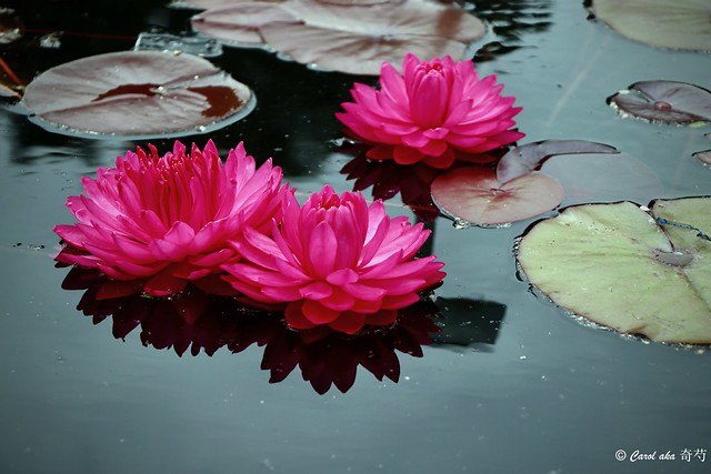 Hot Pink Water Lilies