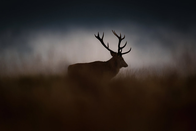 A stag at first light