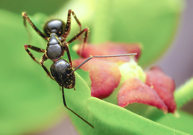 Wonderful Camponotus 2