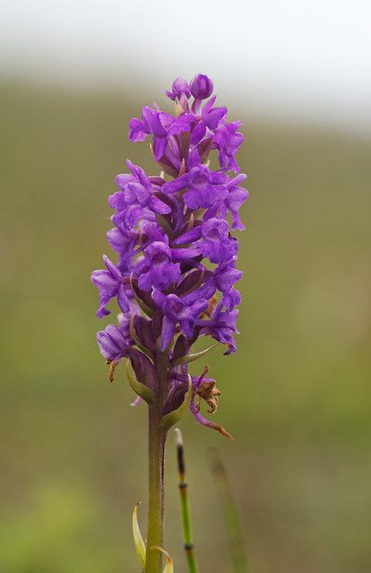 Marsh fragrant-orchid