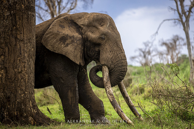 Eléphant - Elephant - Loxodonta