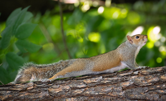 Backyard Squirrel - Yoga stretch!