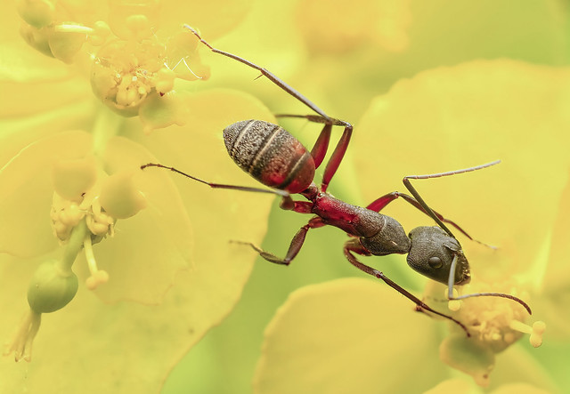 Wonderful Camponotus 1