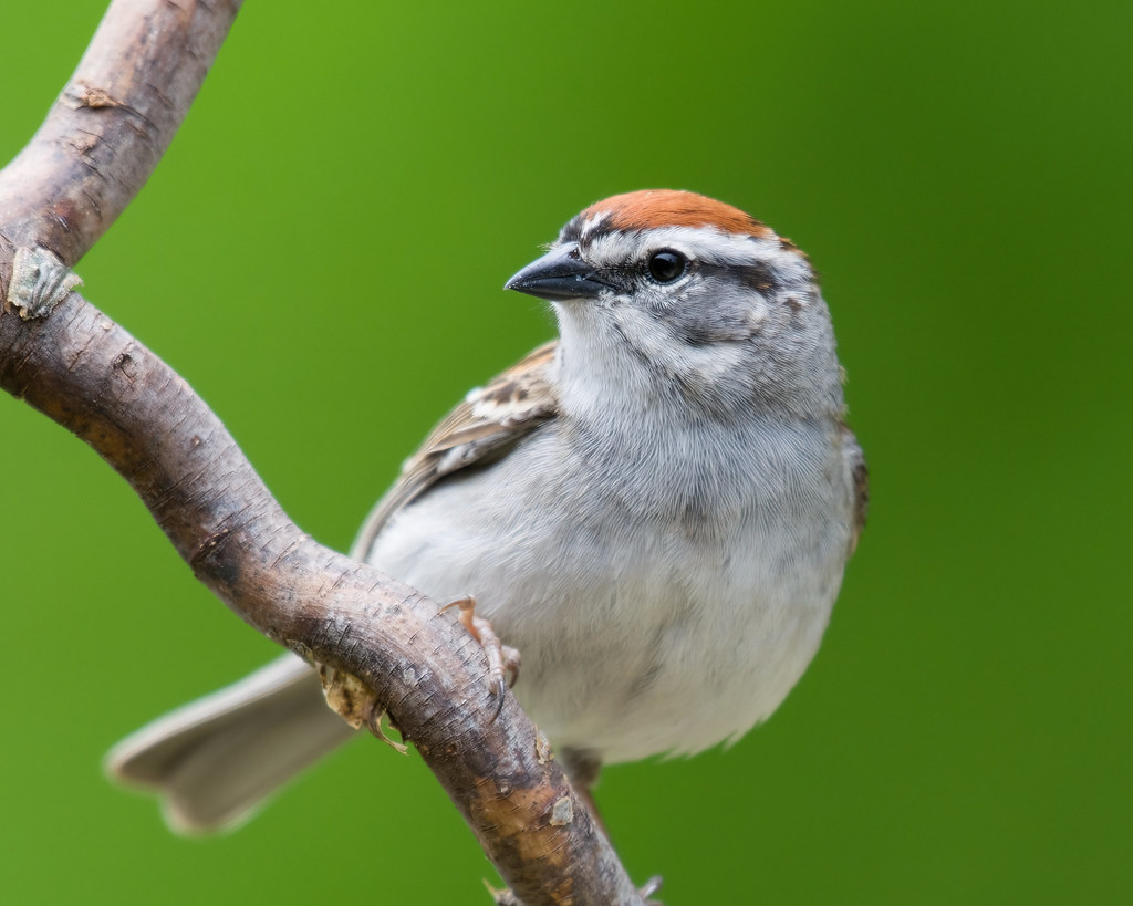 Chipping Sparrow DSC_2592