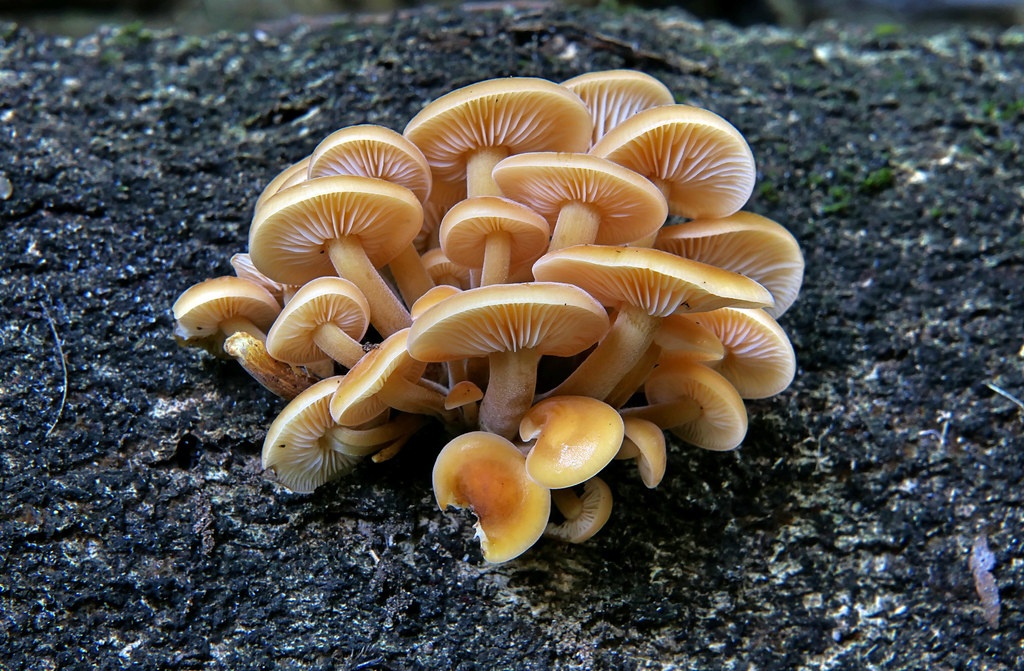 Flammulina velutipes.