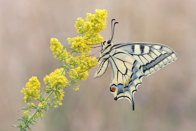 *the swallowtails are back*