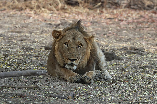 Lion, Zakouma National Park, Chad