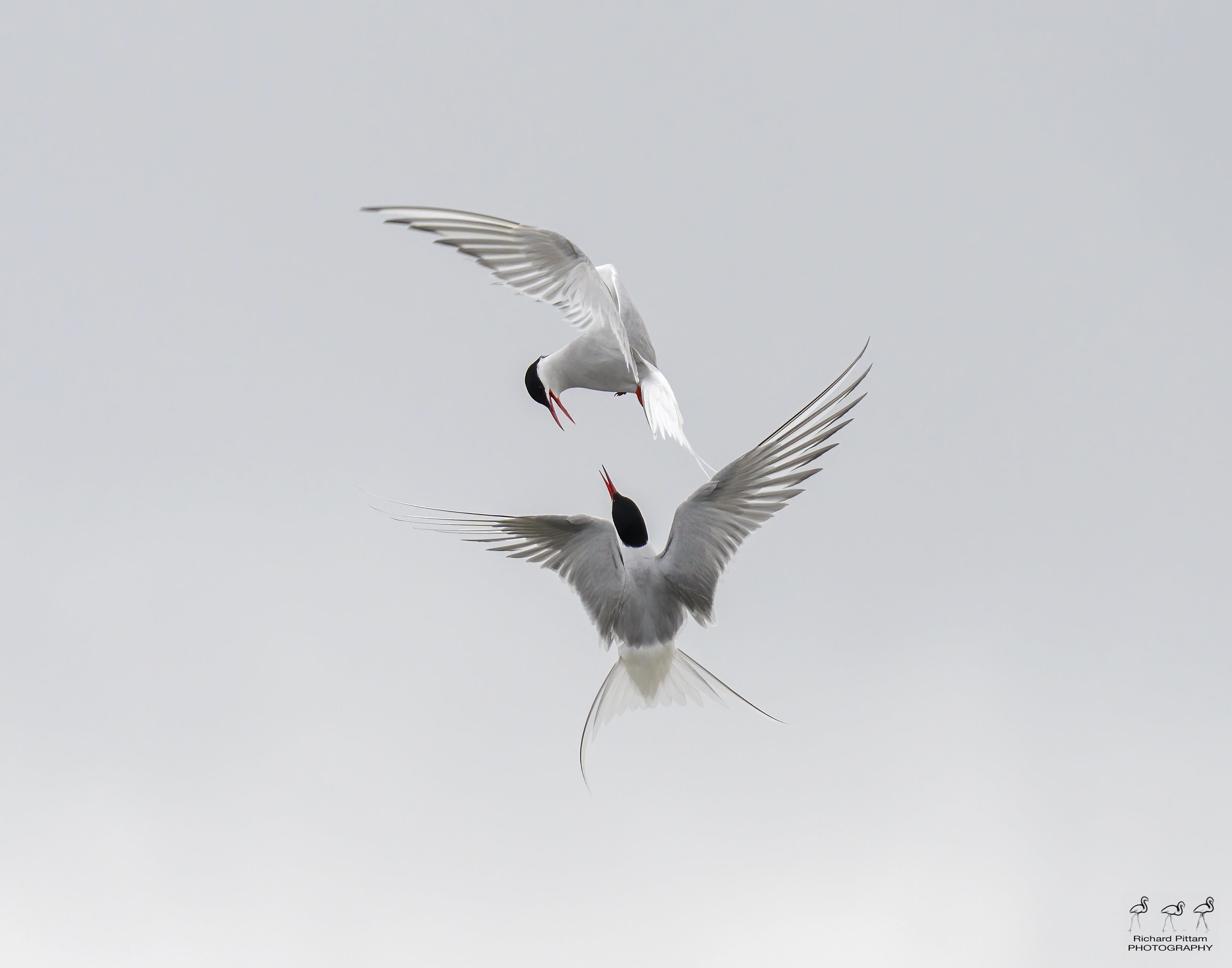 Arctic Tern/s