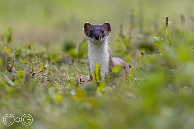 Stoat from the Reed Bed Walk at WWT Martin Mere