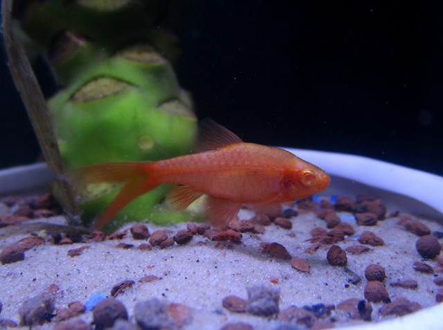 Albino Longfin Cherry Barb