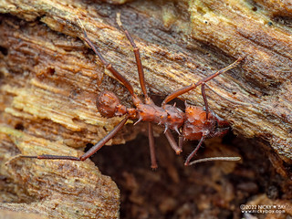 Leafcutter ant (Acromyrmex sp.) - P6077989