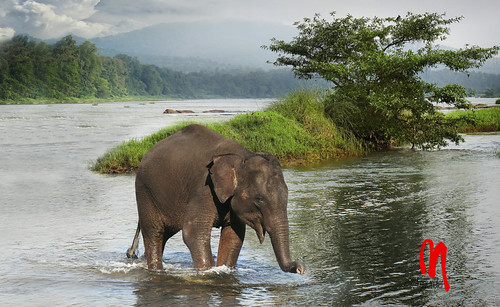 Phot.India.Kerala.Kodanand.Elephant.01.100611.0012.jpg by frankartculinary, India, Kerala or Kēraḷam, Kodanand
The Indian elephant is one of three extant recognised subspecies