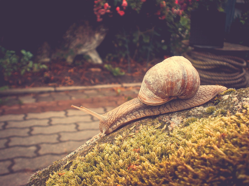 a snail sitting on top of a moss covered rock