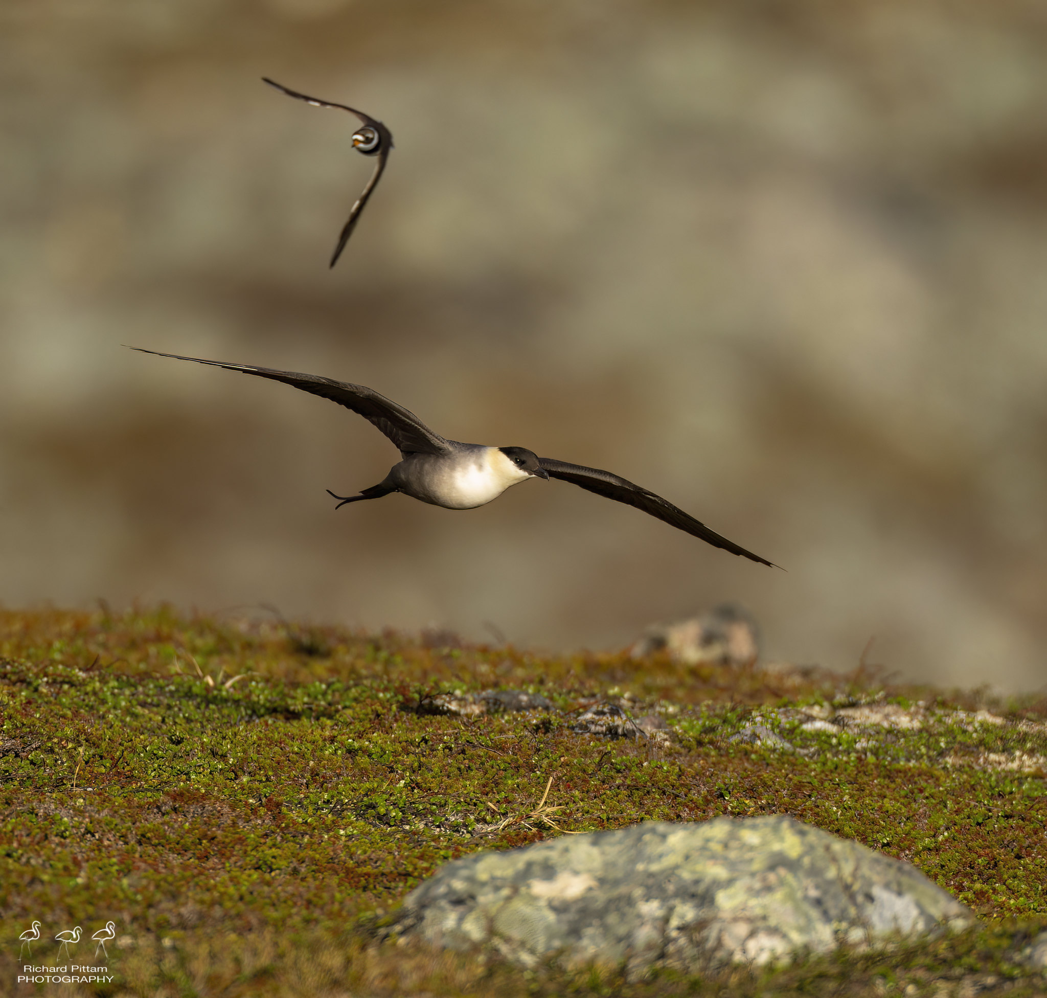Long-tailed Skua with Ringed Plover defending territory