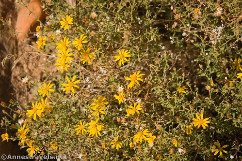Threadleaf Ragwort flowers along the Chesler Park Trail, Needles District, Canyonlands National Park, Utah