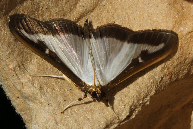 Box-tree Moth -  Cydalima perspectalis 060722