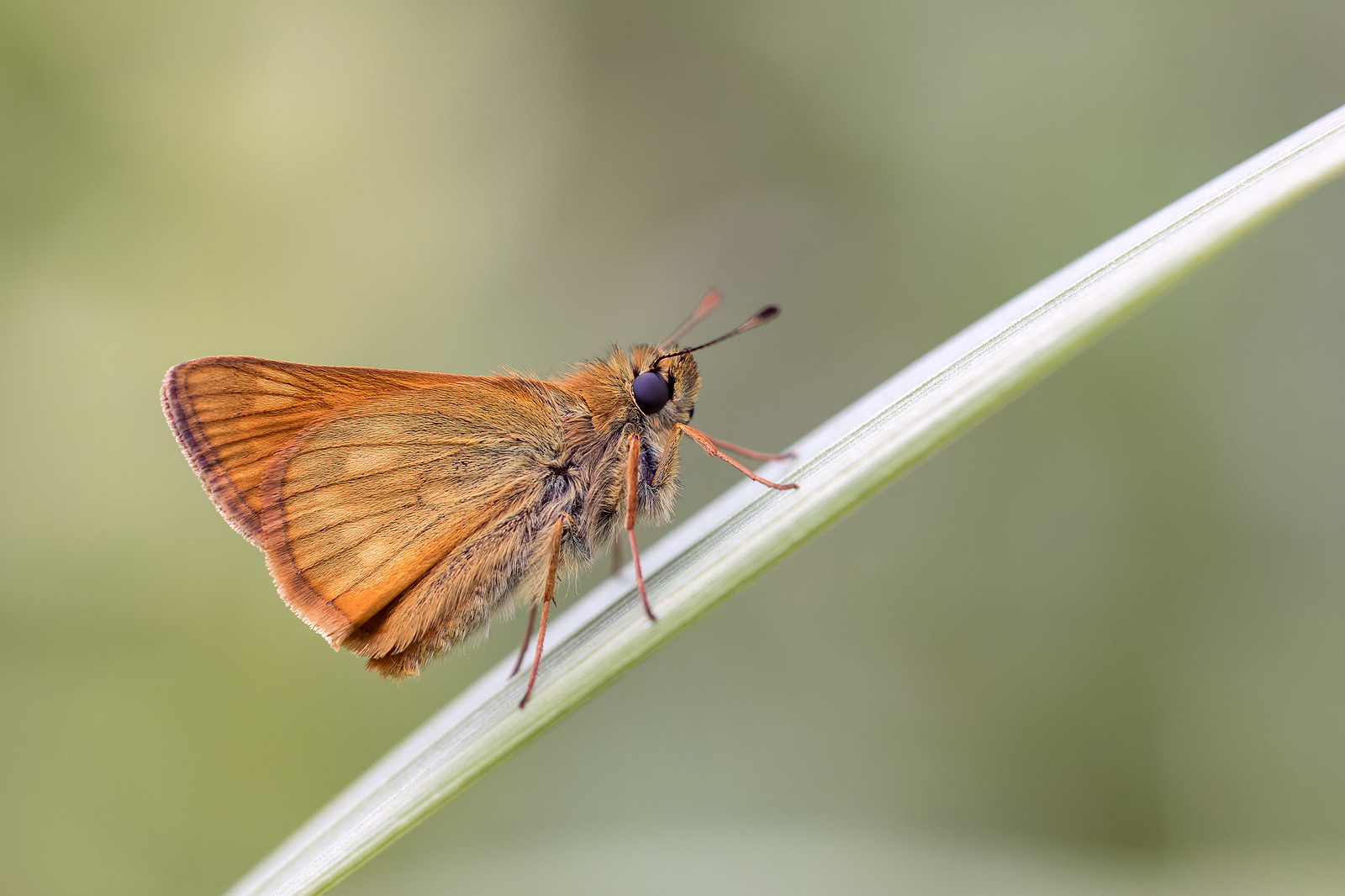 Ochlodes sylvanus | ängssmygare | Large Skipper