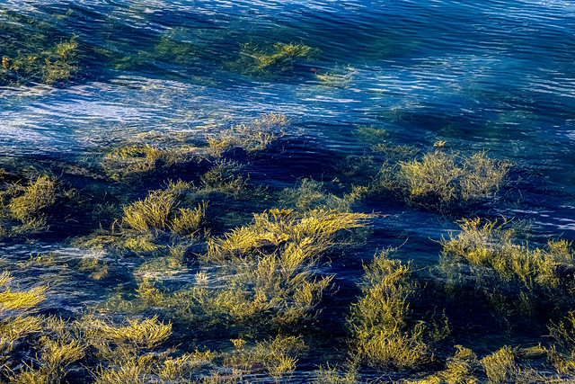 Swirling Seaweed