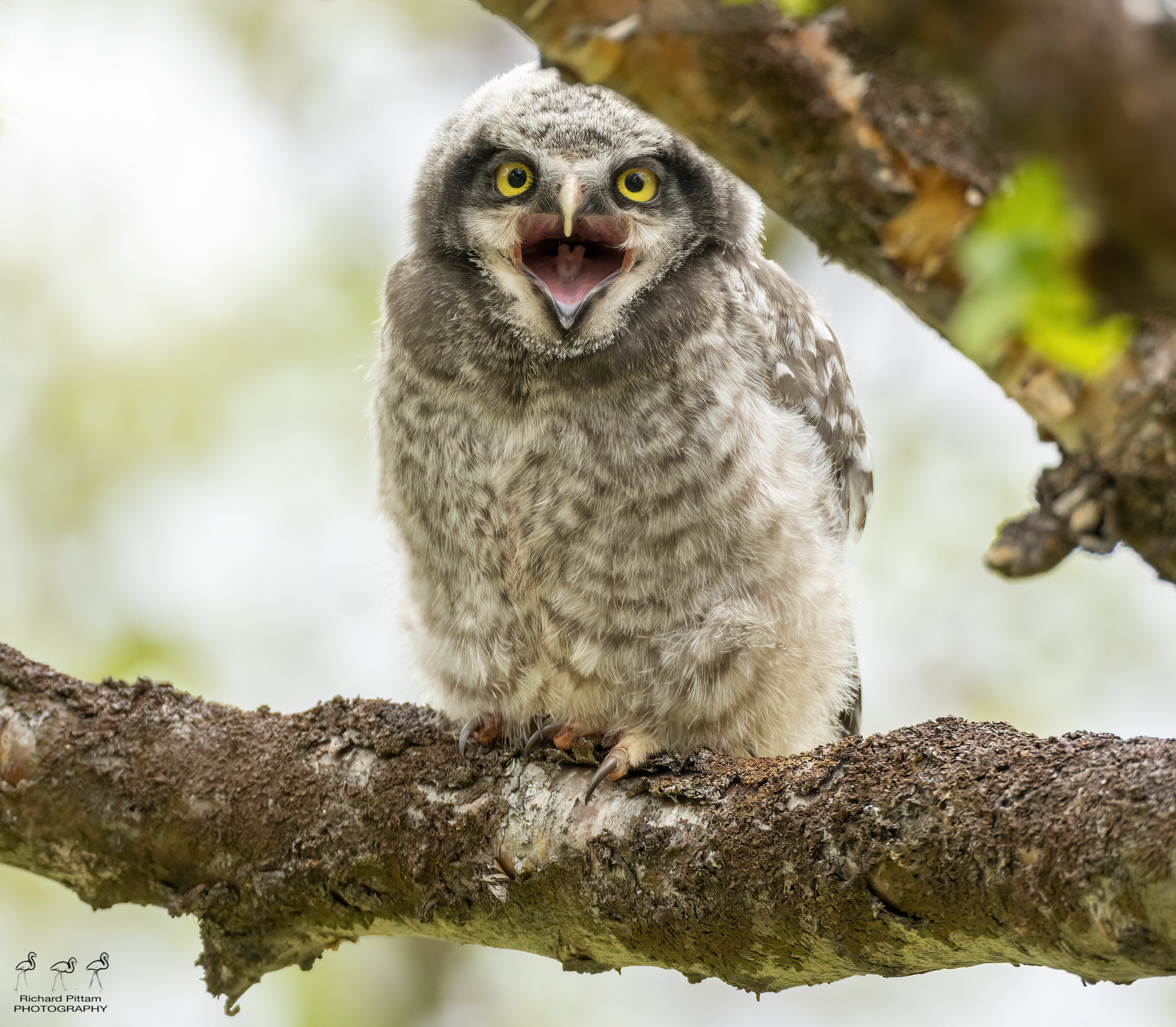 Hawk Owlet