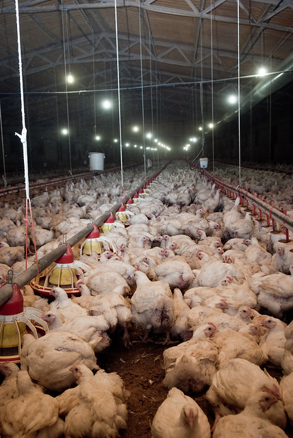 Pollos criados para carne en una granja española