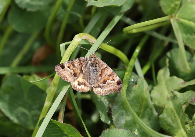 Marmoreret kløverugle (Mother Shipton Moth / Euclidia mi)