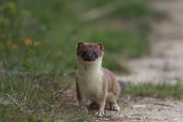 4C9A0524 Stoat
