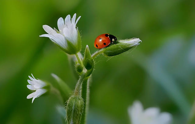 Ladybug on tiny wild flower