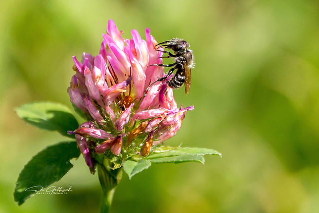 WILD BEE (Apidae) ON RED CLOVER