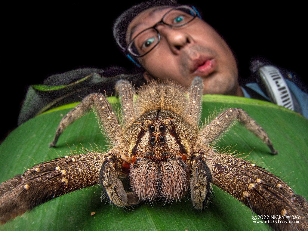 brazilian wandering spider cure
