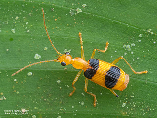 Ground beetle (Calophaena sp.) - P6077977