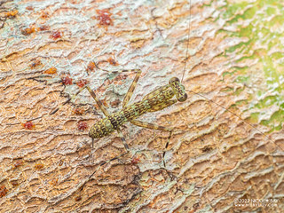 Lichen mantis nymph (Liturgusa sp.) - P6078003