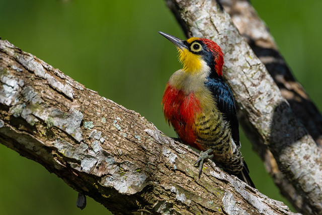 Yellow-fronted Woodpecker ( m )