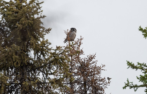 Ruby-crowned Kinglet (below, right) swearing at a Northern Hawk Owl