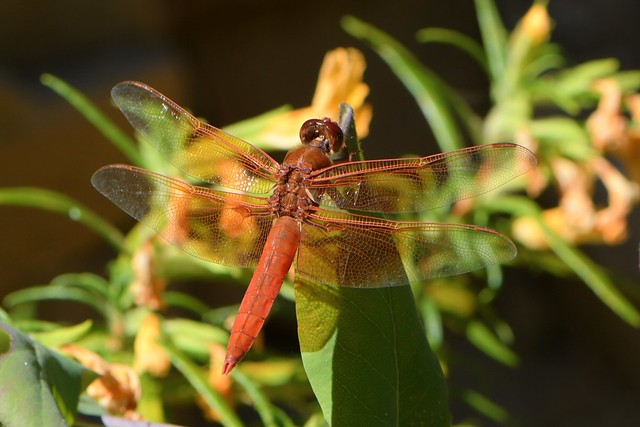 Large dragonfly on Honeysuckle and Monkeyflower
