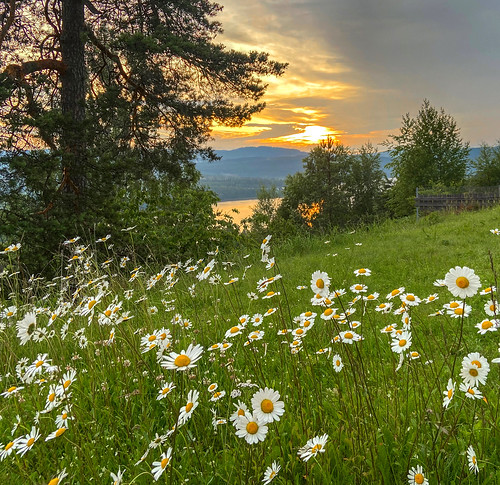 flowers daisies meadow tree pine sunset evening kjelsås maridalen lakemaridal oslo norway maridalsvannet