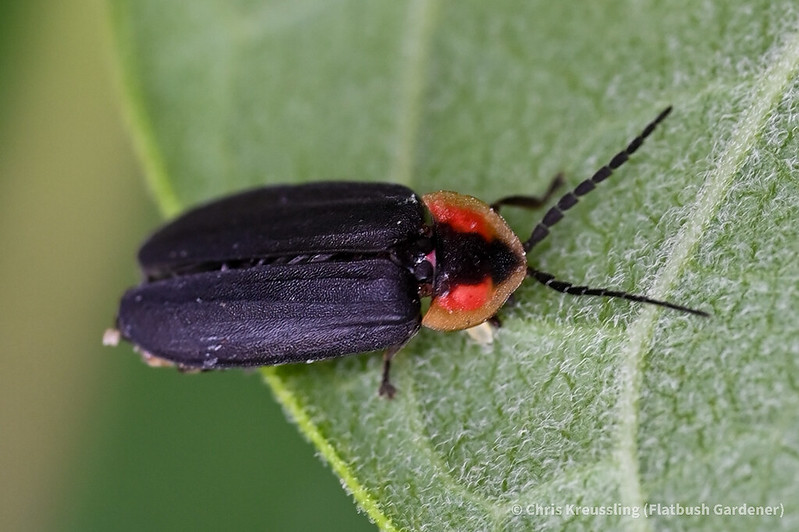 Lucidota atra, black firefly, found on milkweed along my driveway, 2022-07-05